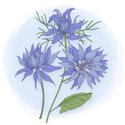 ZDROWIE UKŁADU POKARMOWEGO - naturalne wsparcie codziennego komfortu trawiennego.